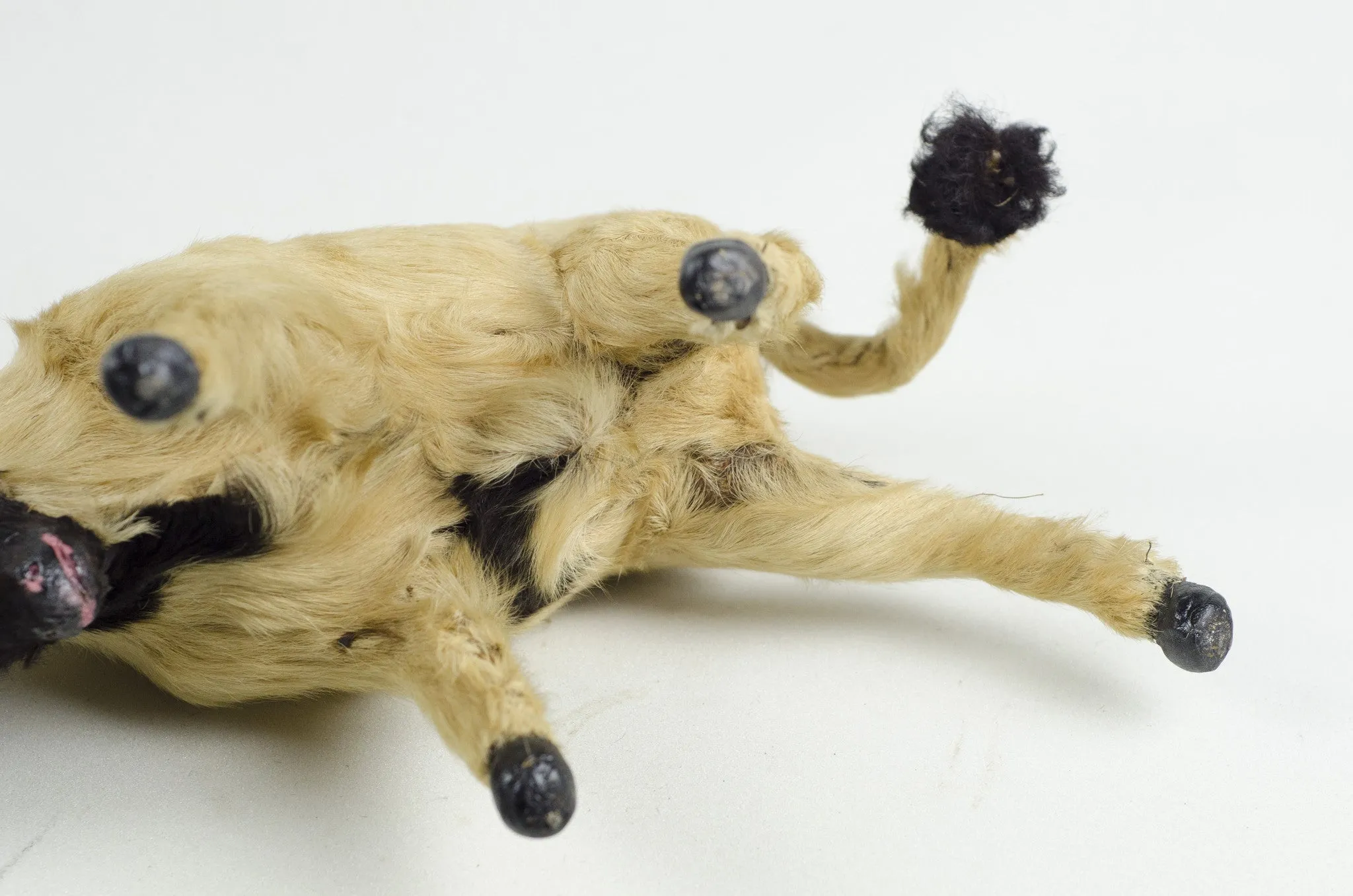 Antique Bull Taxidermy Toy