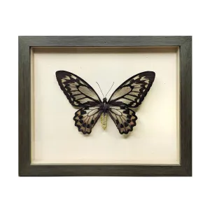 Female Birdwing Butterfly Shadowbox