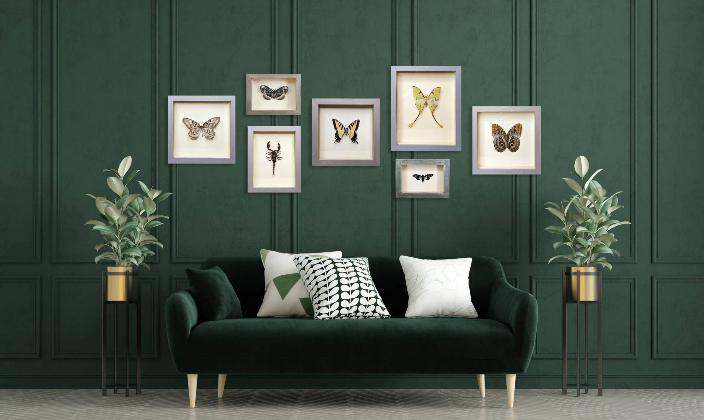 Female Birdwing Butterfly Shadowbox