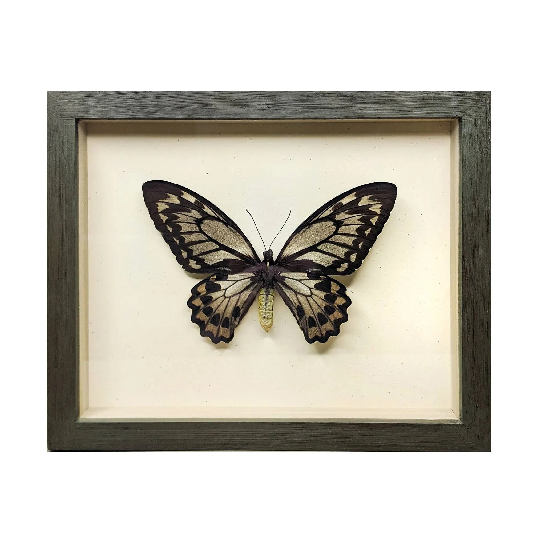 Female Birdwing Butterfly Shadowbox
