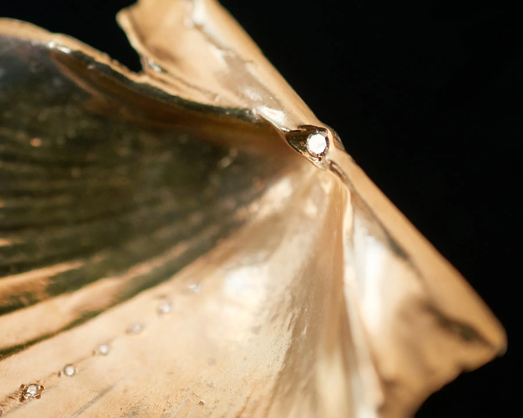 Louse Point Scallop Diamond Shell