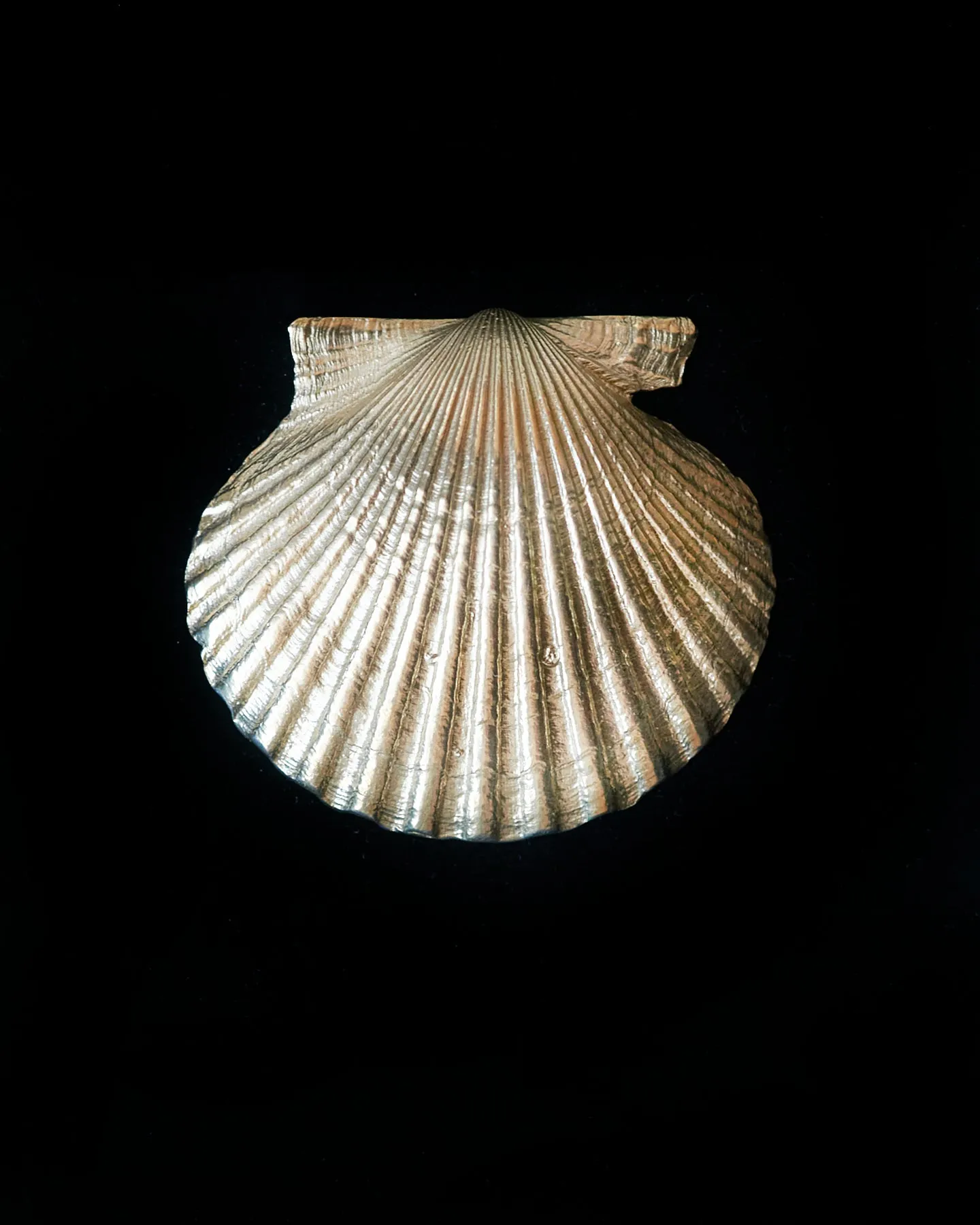Louse Point Scallop Diamond Shell